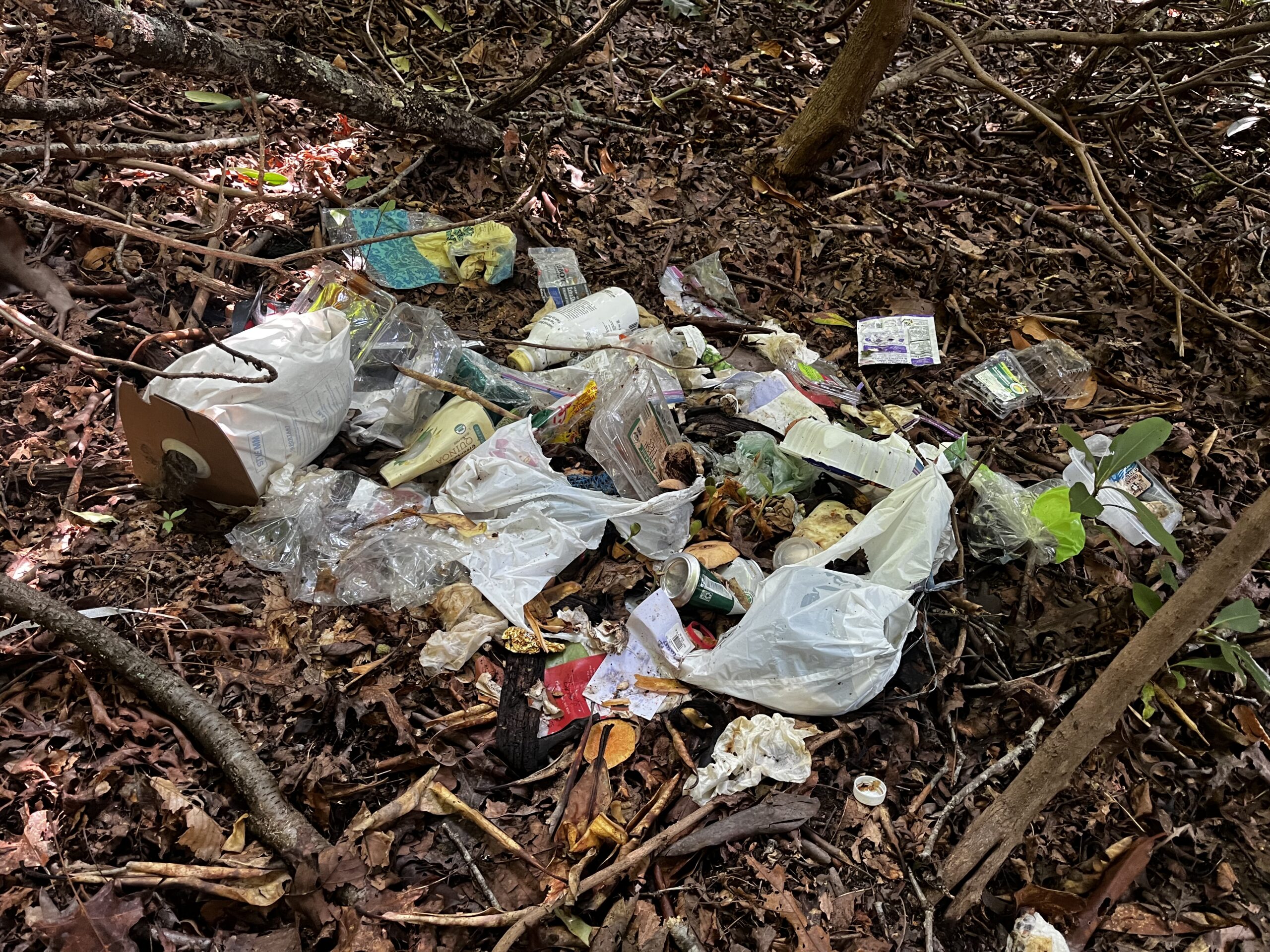 Trash scattered into the woods by a bear before cleanup